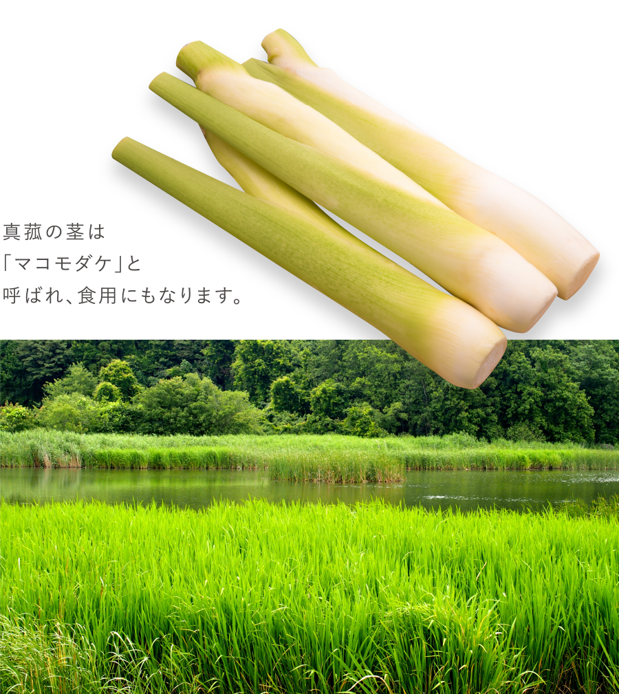 真菰の茎は「マコモダケ」と呼ばれ、食用にもなります。